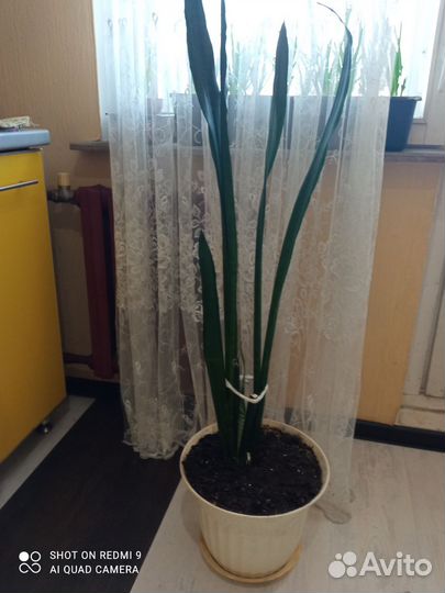 Цветы комнатные