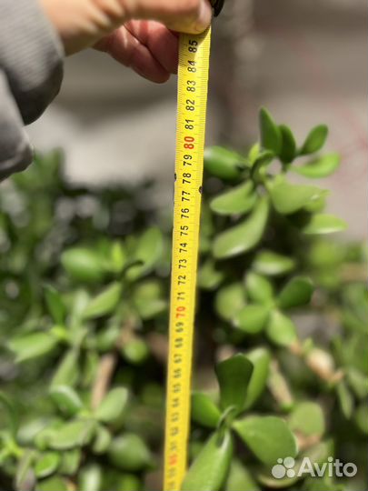 Толстянка, денежное дерево