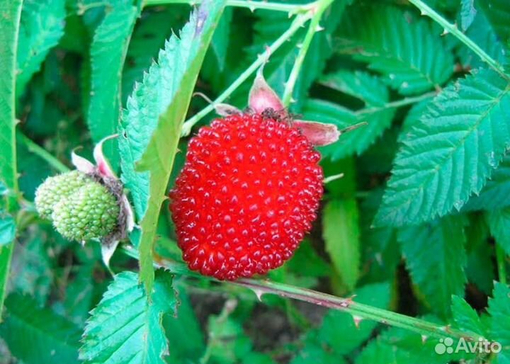 Экзотика Тибетская малина высотой 45см