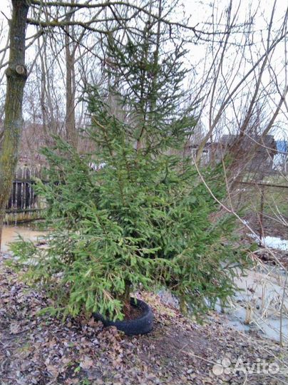 Ель живая