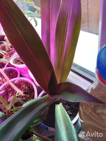 Традесканция рео