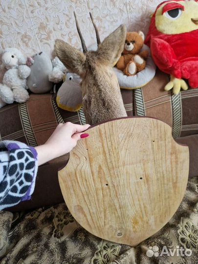 Чучело головы косули