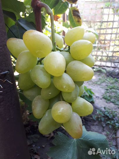Виноград столовый