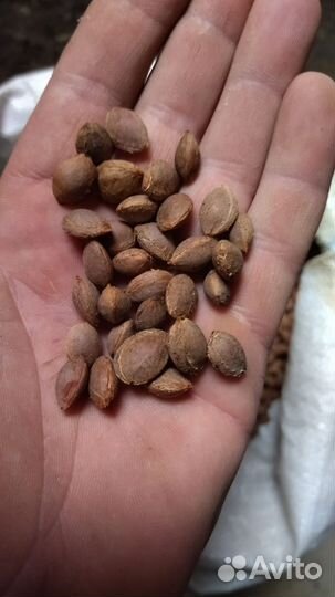 Косточка Алычи