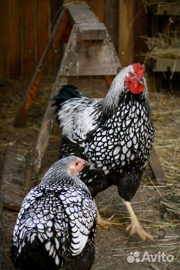 Икубационное яйцо марана и виандота