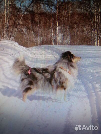 Шлейка для собаки ездовая