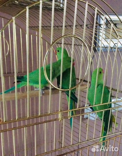 Попугаи птенцы