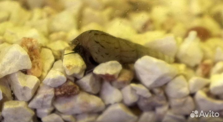 Улитки мелании