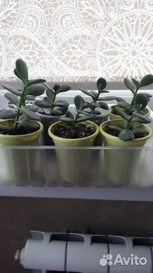 Комнатные цветы