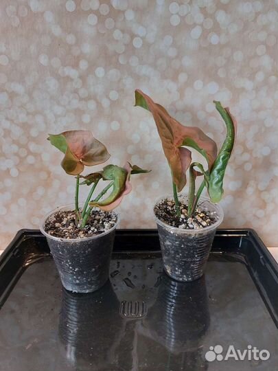 Монстера,сциндапсус/сингониум,Эпипремнум