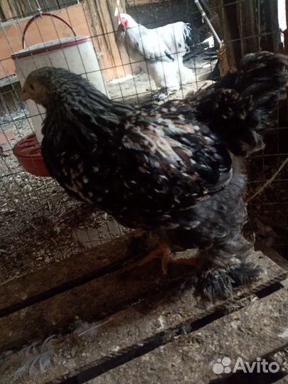 Петушки брама и помесь