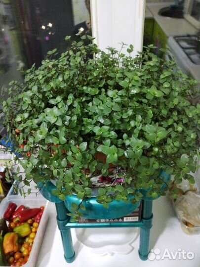 Отводки цветка