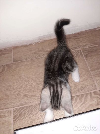 Котенок в добрые руки мальчик