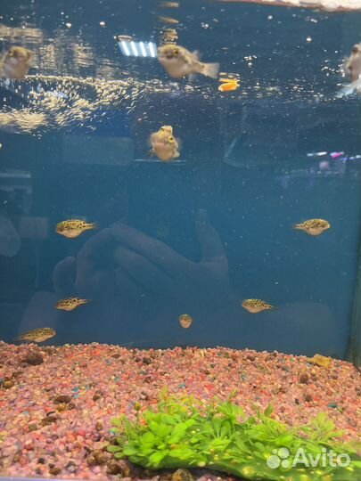 Аквариумные рыбки