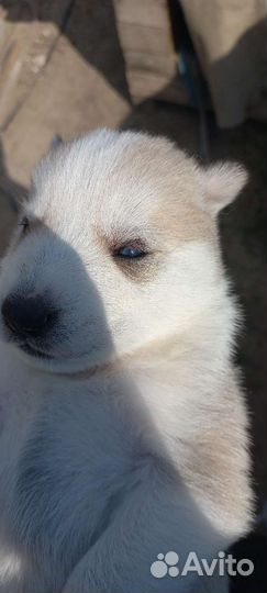 Щенки хаски