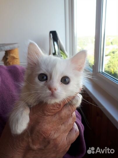 Кошечка веселая 1. 1 мес. ищет дом