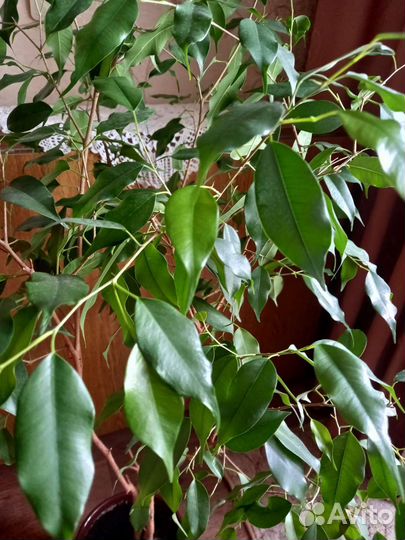 Фикус бенджамина пестролистный