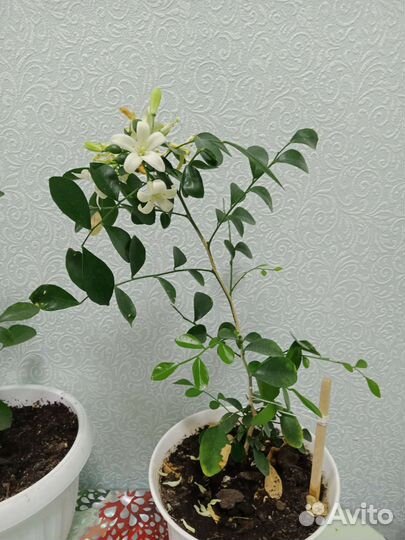 Мурайя цветущая 4года