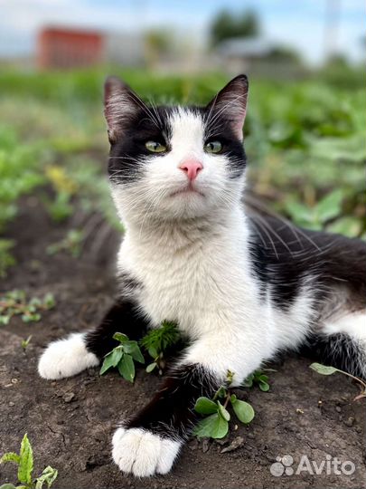 Кошечка, около года