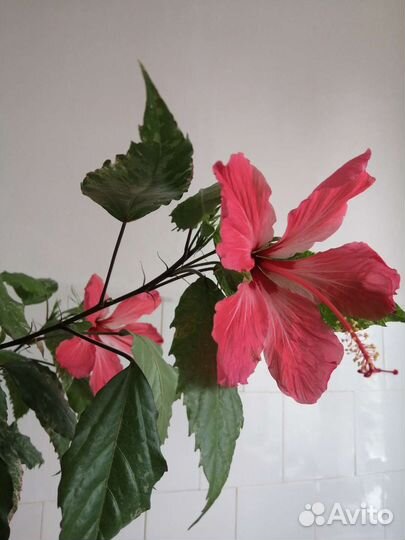 Гибискусы Китайская роза (много)