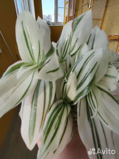 Tradescantia albaflora Variegata Brightness