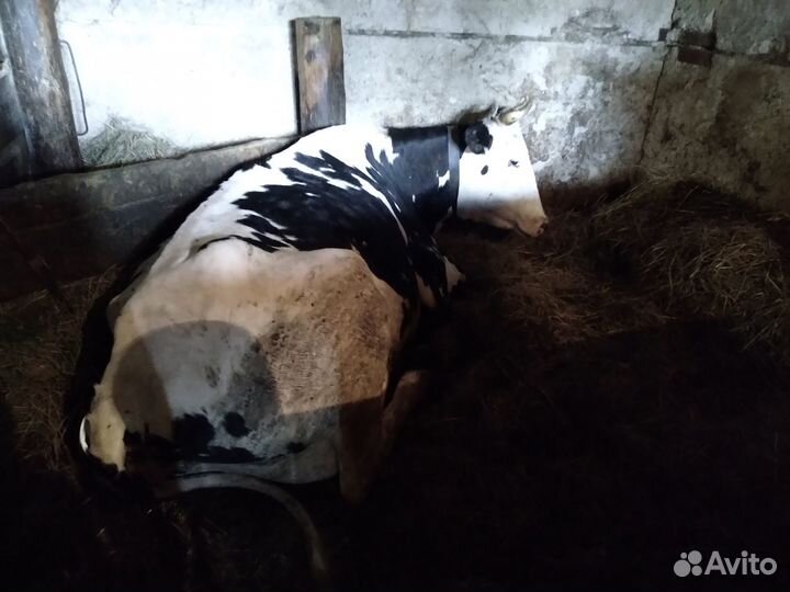 Домашние животные коровы