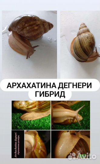 Улитки Ахатины