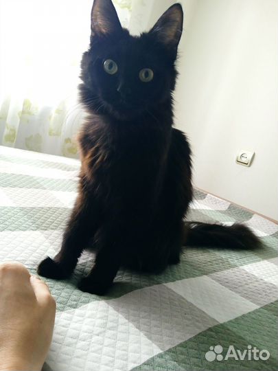 Кошка в дар