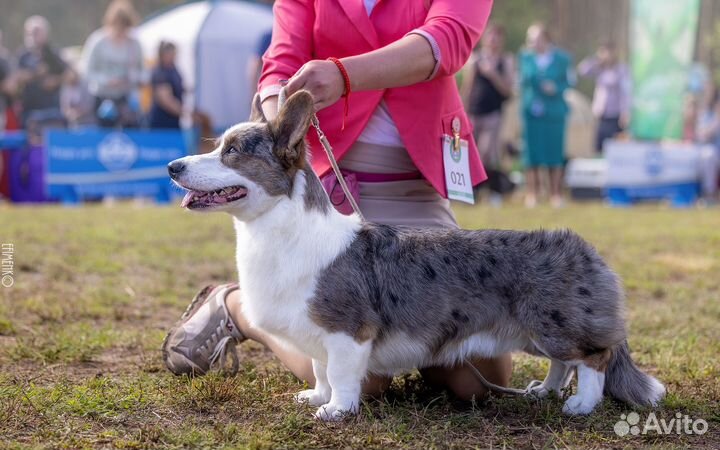 Вязка Вельш-корги кардиган Мраморный кобель