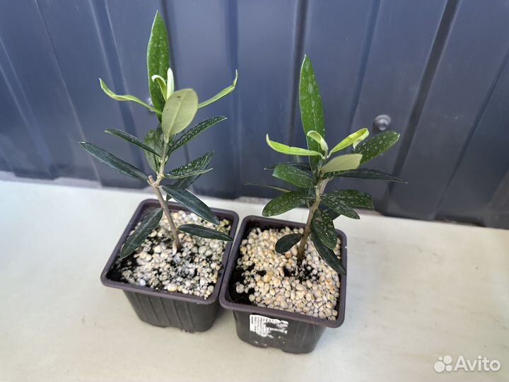 Оливковое дерево (Олива)