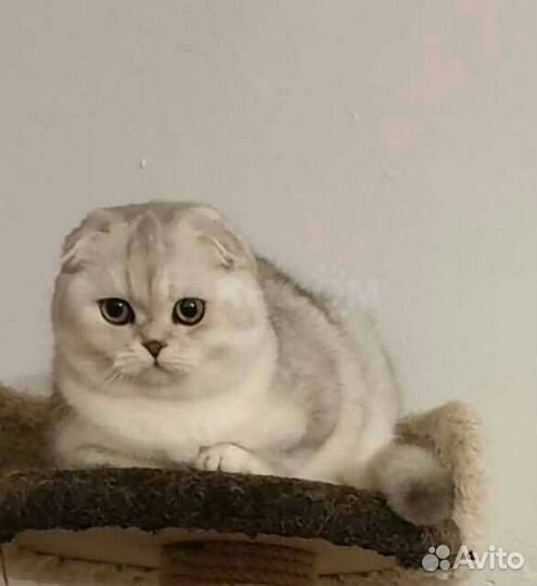 Коты на вязку