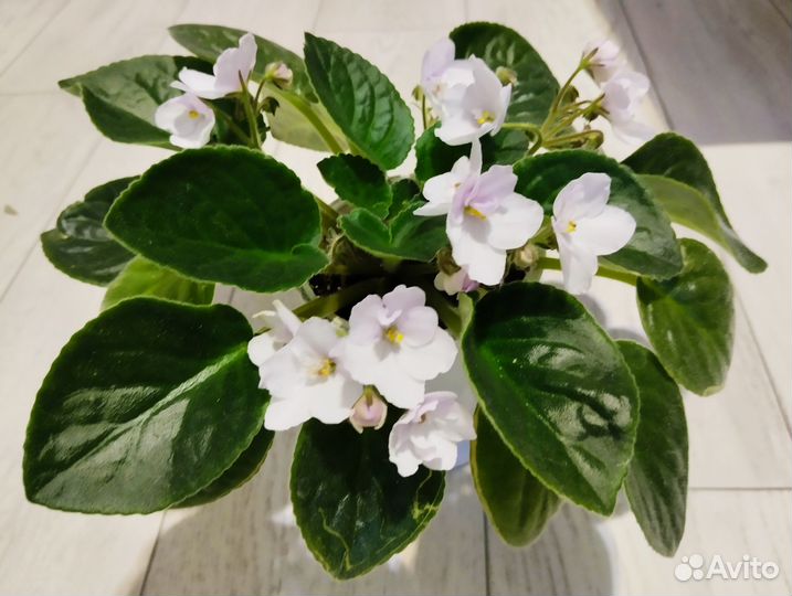 Фиалка цветущая