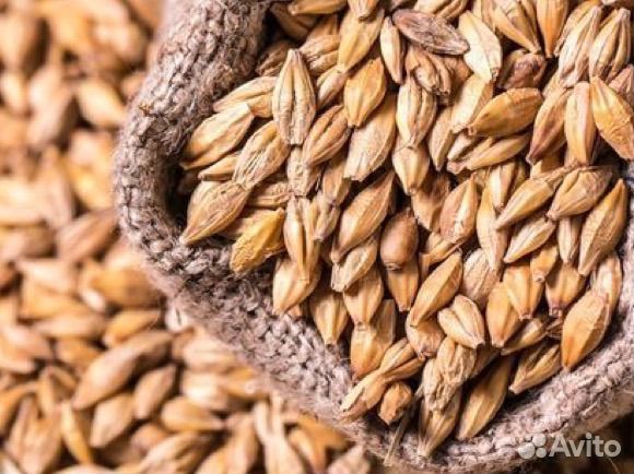 Зерновые культуры урожай 2023