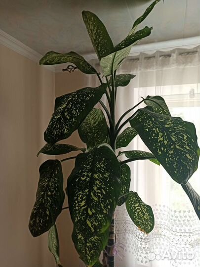 Комнатные растения цветы большие