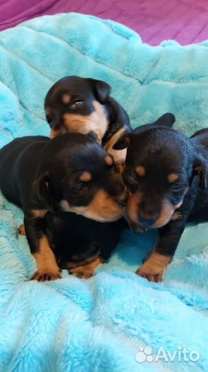 Щенки ягдтерьера