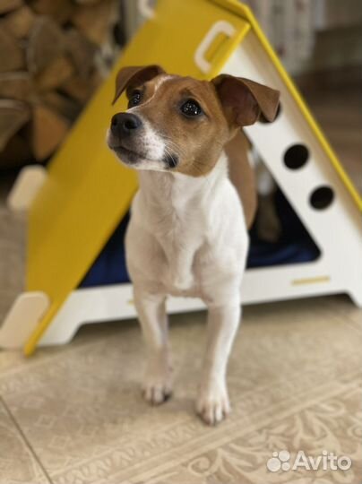 Домик для кошки и собаки