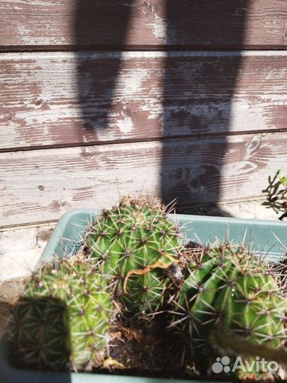 Кактус цветущий