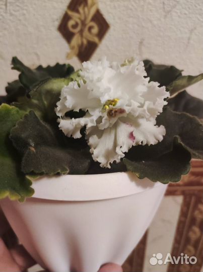 Продам фиалки