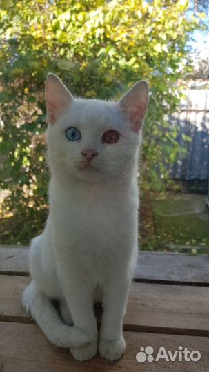 Белоснежный красавец Снежок и Белая кошка Белка