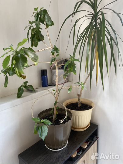 Домашние растения цветы