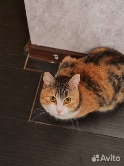В дар трехцветная молодая кошка бесплатно