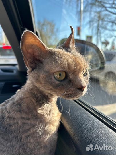 Котята девон-рекс