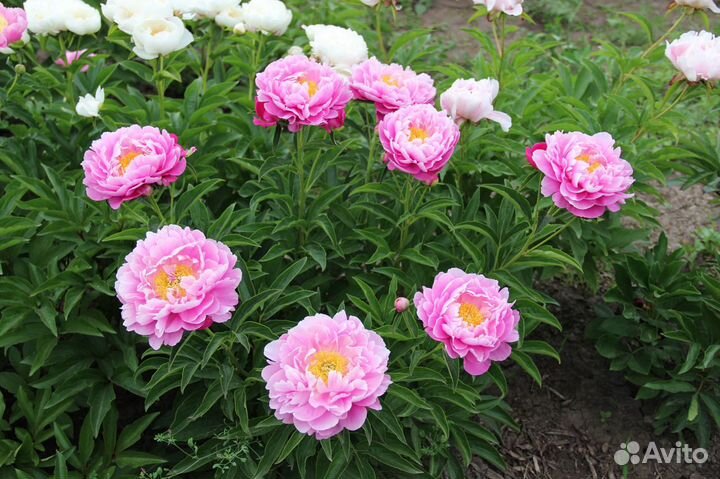 Пионы, ирисы, лилейники в Красноярске