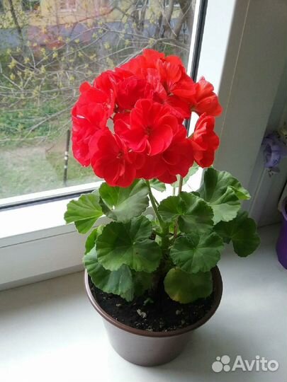 Пеларгония сортовая