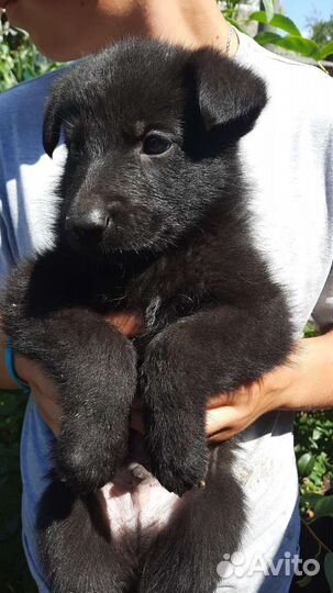 Щенки немецкой овчарки