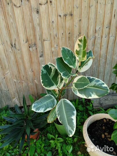 Комнатные растения большие