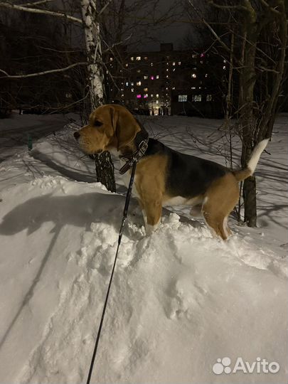 Вязка бигль кобель