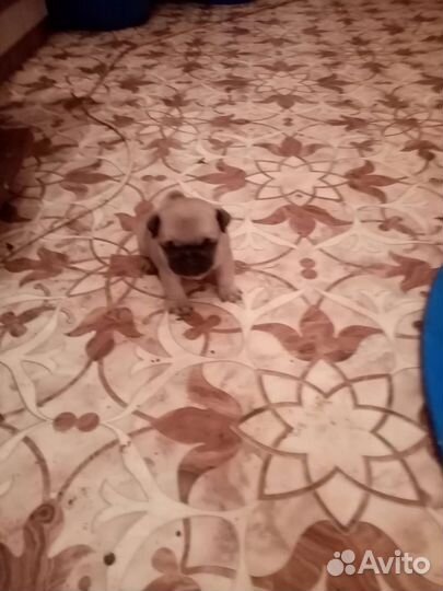 Щенки мопса