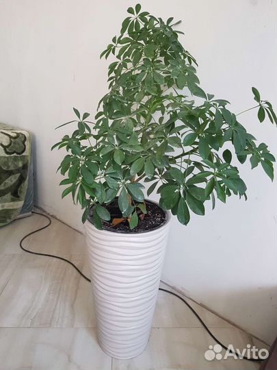 Комнатные растения