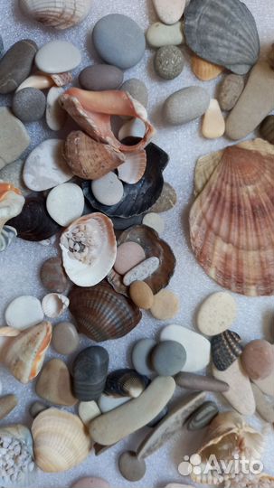 Ракушки грунт аквариум